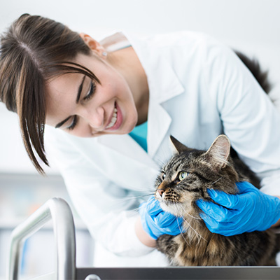 Expert Veterinary Care