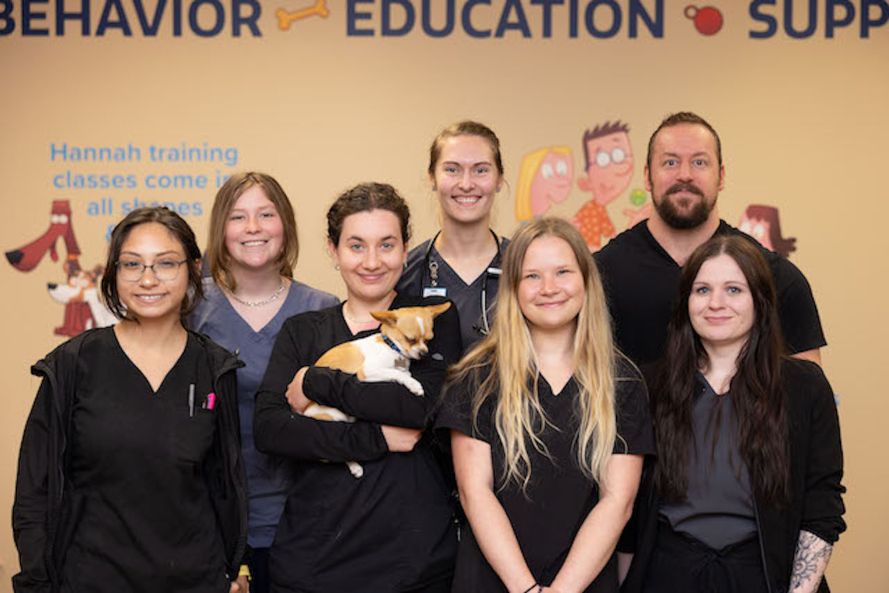 Veterinarian caring for a dog