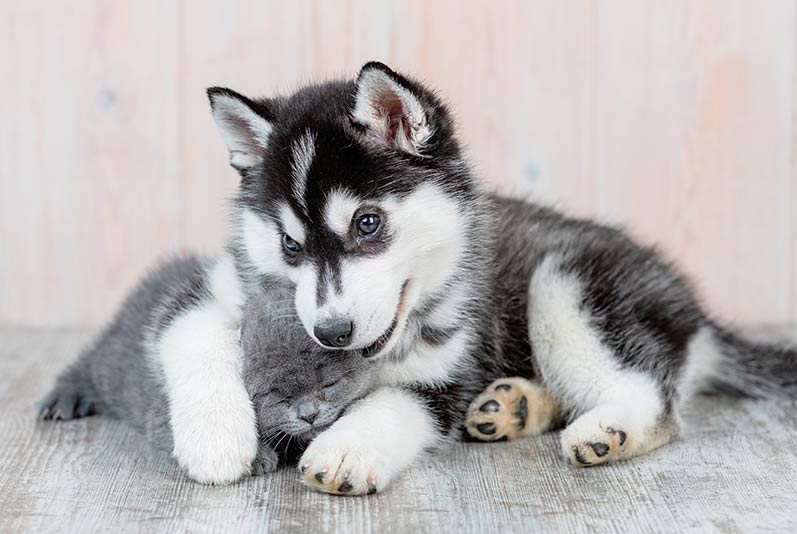 Healthy Start Plans from Hannah Pet Hospital