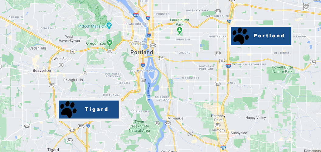 Hannah The Pet Society Locations