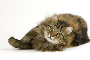 Enroll your Cat with Hannah the Pet Society