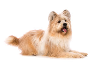 Enroll your Dog with Hannah the Pet Society