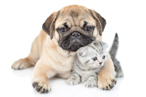 Enroll your Dog with Hannah the Pet Society